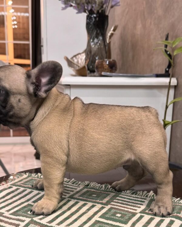 Bombay French Bulldog Bombay French Bulldog