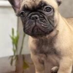 Bombay-male-french-bulldog-puppy-for-sale-1 (2)