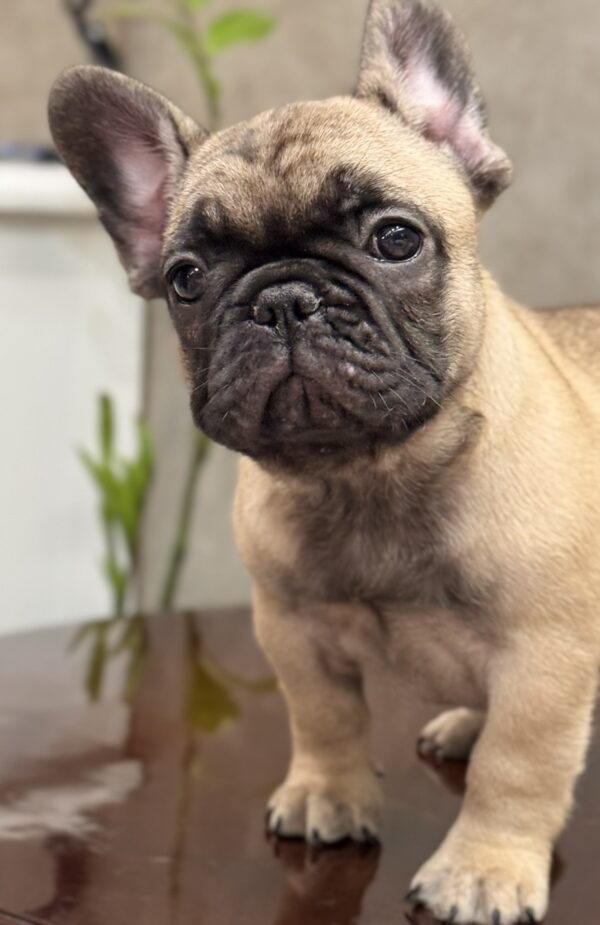 Bombay French Bulldog Bombay French Bulldog