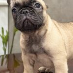 Bombay-male-french-bulldog-puppy-for-sale-1 (3)