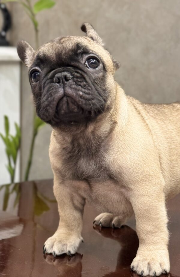 Bombay French Bulldog Bombay French Bulldog