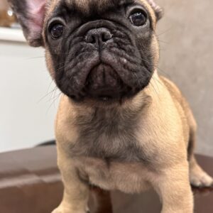 Bombay French Bulldog Bombay French Bulldog