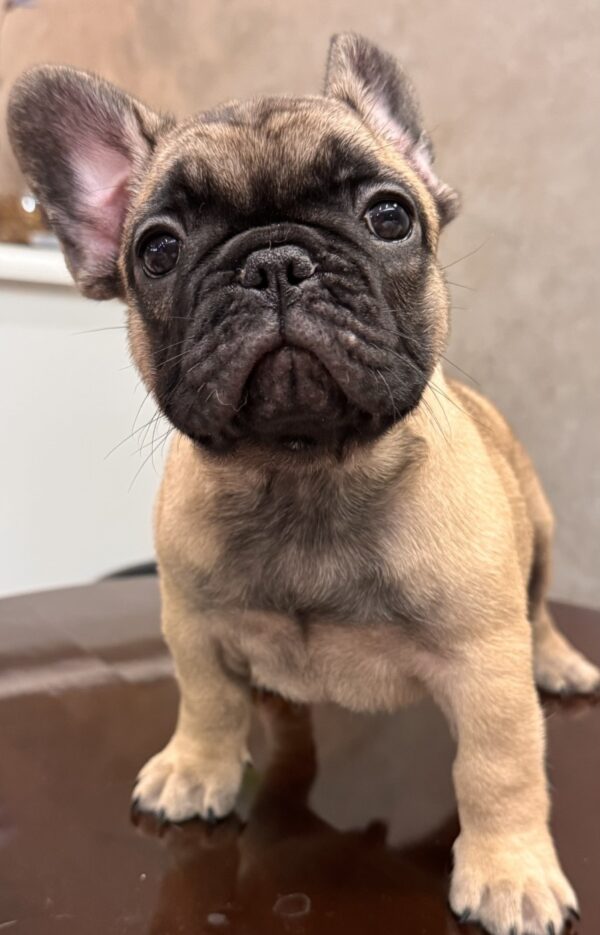 Bombay French Bulldog Bombay French Bulldog