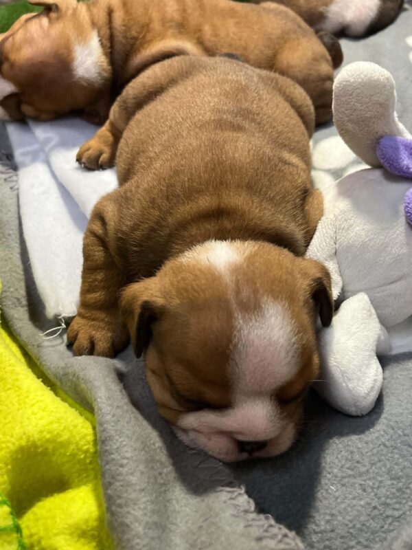 Bonbon English Bulldog Bonbon English Bulldog