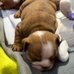 Bonbon-english bulldog puppy for sale