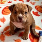 Bonia-female-American-Bully-puppy-for-sale- (1)
