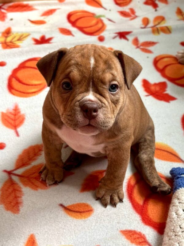 Bonia American Bully Bonia American Bully