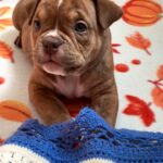 Bonia-female-American-Bully-puppy-for-sale- (2)