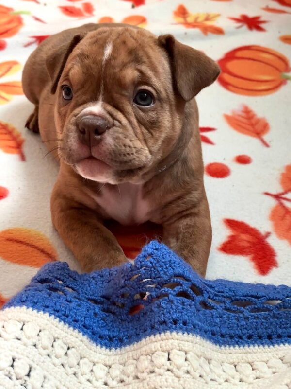 Bonia American Bully Bonia American Bully