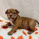 Bonia-female-American-Bully-puppy-for-sale- (3)