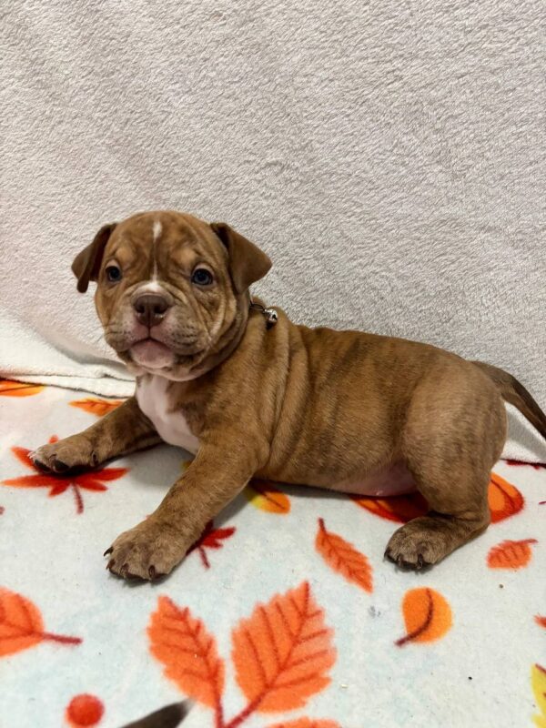 Bonia American Bully Bonia American Bully