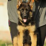 Brenta-female-German-shepherd-puppy-for-sale-1 (1)