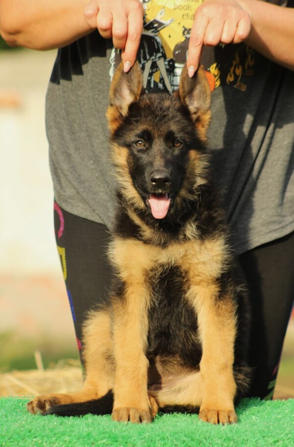 Brenta German Shepherd Brenta German Shepherd