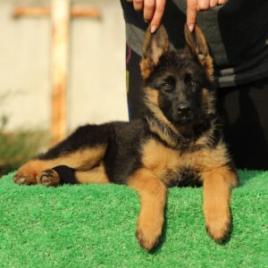 Brenta German Shepherd Brenta German Shepherd