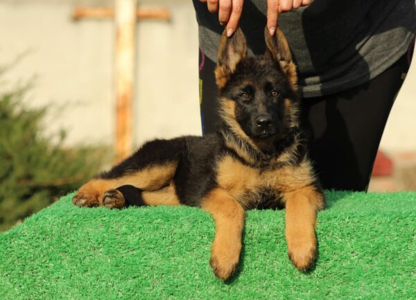 Brenta German Shepherd Brenta German Shepherd