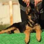 Brenta-female-German-shepherd-puppy-for-sale-1 (3)