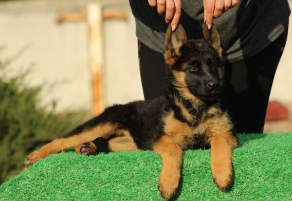 Brenta German Shepherd Brenta German Shepherd