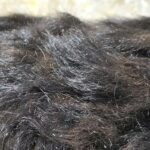 Brina-female-cavapoo-puppy-for-sale-1 (1)