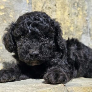 Brina Cavapoo Brina Cavapoo