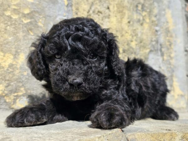 Brina Cavapoo Brina Cavapoo