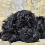 Brina-female-cavapoo-puppy-for-sale-1 (3)