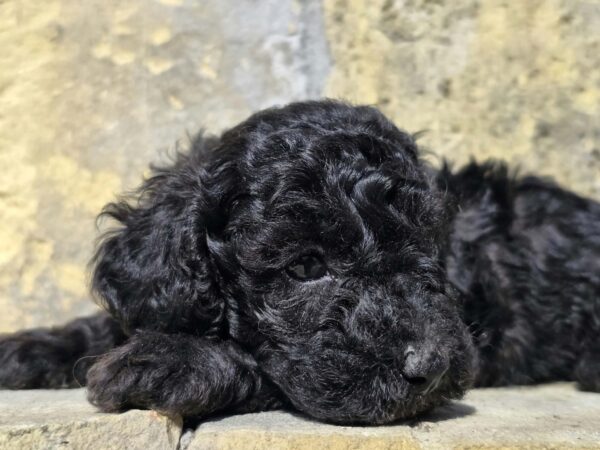 Brina Cavapoo Brina Cavapoo