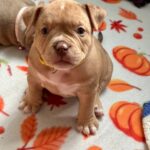 Broona-female-American-Bully-puppy-for-sale- (1)