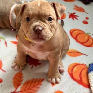 Broona American Bully Broona American Bully