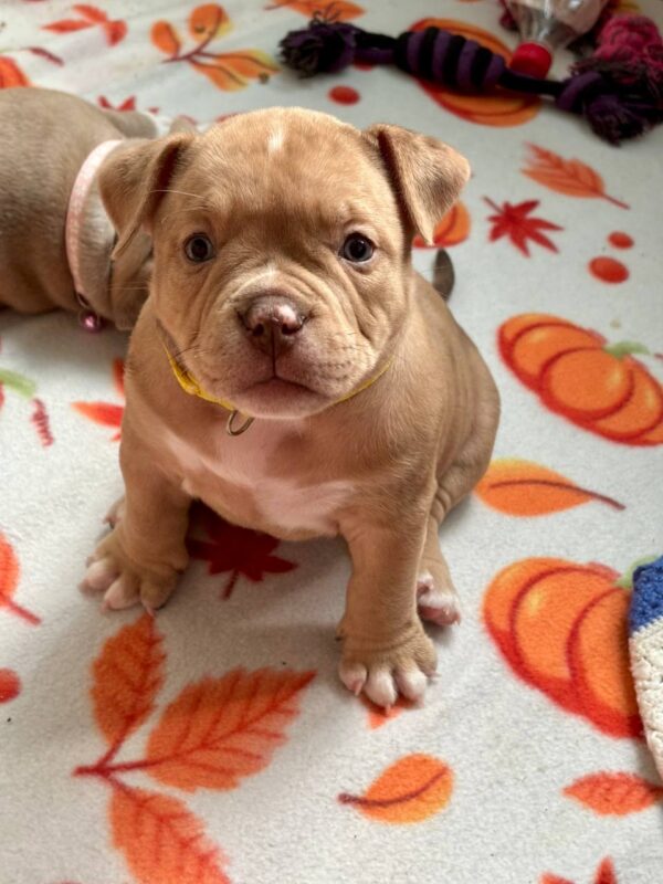 Broona American Bully Broona American Bully