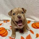 Broona-female-American-Bully-puppy-for-sale- (2)