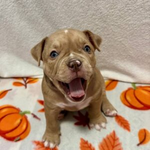 Broona American Bully Broona American Bully