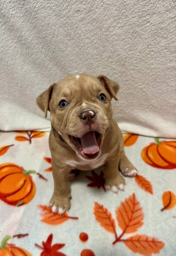 Broona American Bully Broona American Bully