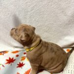 Broona-female-American-Bully-puppy-for-sale- (3)