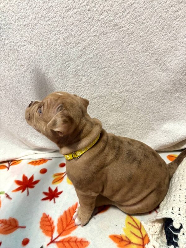 Broona American Bully Broona American Bully