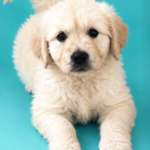 Brus Golden Retriever Brus Golden Retriever