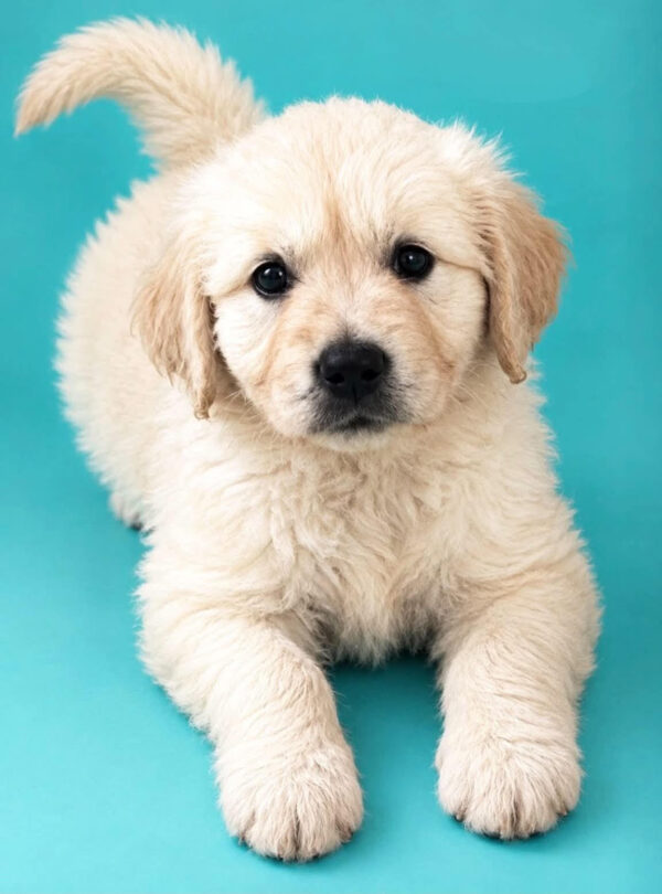 Brus Golden Retriever Brus Golden Retriever