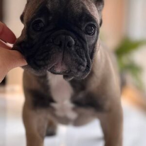 Buckingham French Bulldog Buckingham French Bulldog