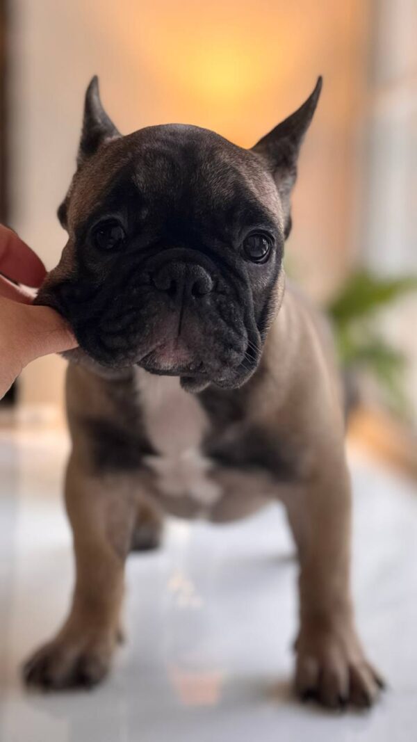 Buckingham French Bulldog Buckingham French Bulldog