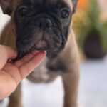 Buckingham-male-french-bulldog-puppy-for-sale-1 (2)