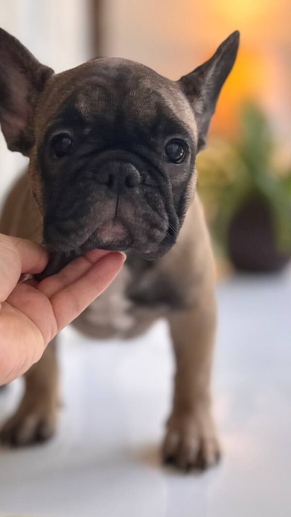 Buckingham French Bulldog Buckingham French Bulldog