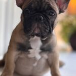 Buckingham-male-french-bulldog-puppy-for-sale-1 (3)