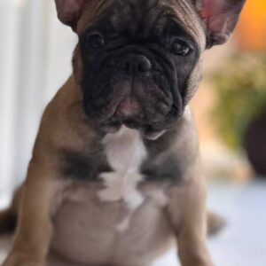Buckingham French Bulldog Buckingham French Bulldog