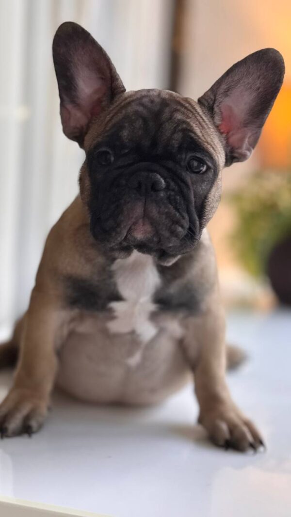 Buckingham French Bulldog Buckingham French Bulldog