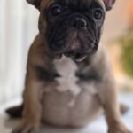 Buckingham-male-french-bulldog-puppy-for-sale-1 (4)