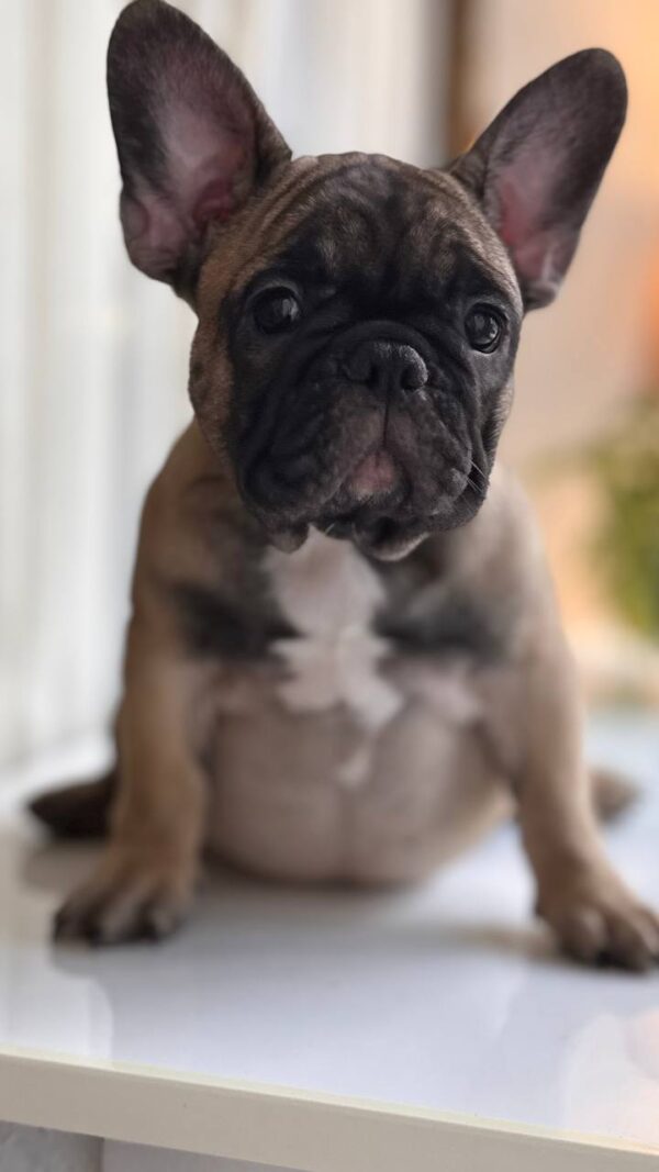 Buckingham French Bulldog Buckingham French Bulldog
