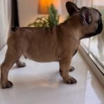 Bugi-vugi-male-french-bulldog-puppy-for-sale-1 (1)