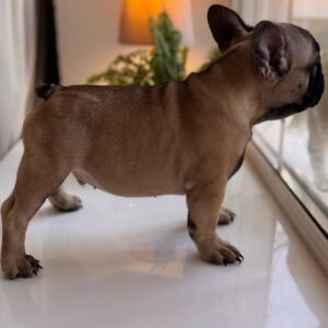 Bugi-Vugi French Bulldog Bugi-Vugi French Bulldog