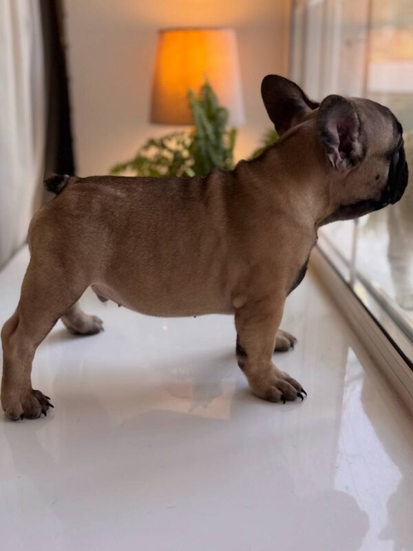 Bugi-Vugi French Bulldog Bugi-Vugi French Bulldog