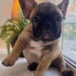 Bugi-vugi-male-french-bulldog-puppy-for-sale-1 (2)