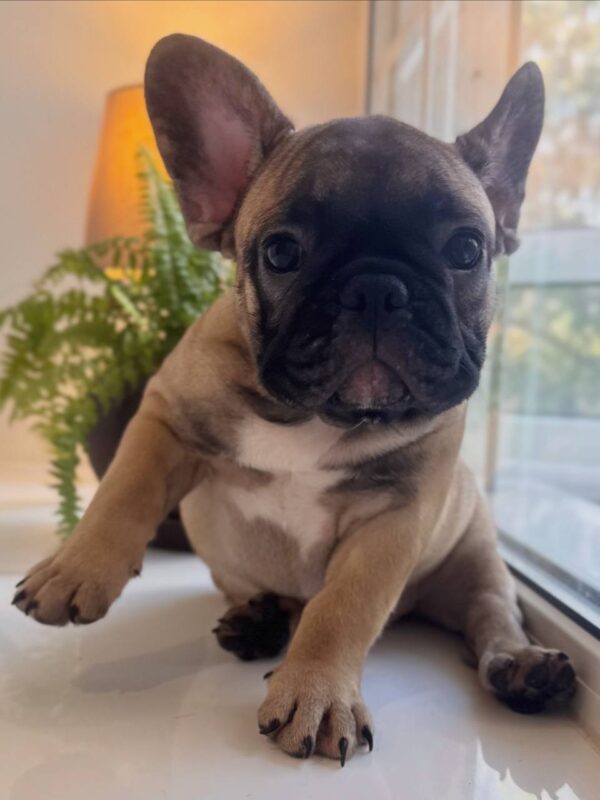 Bugi-Vugi French Bulldog Bugi-Vugi French Bulldog